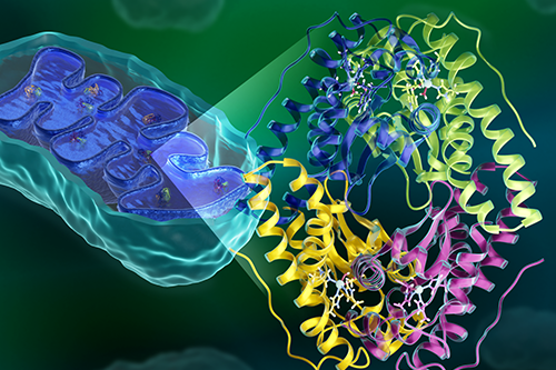 Revealing the inner workings of antioxidant enzymes with therapeutic potential