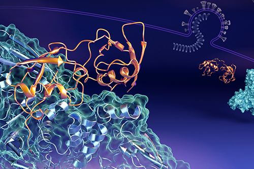 Neutrons catch shape-shifting coronavirus protein complex in the act