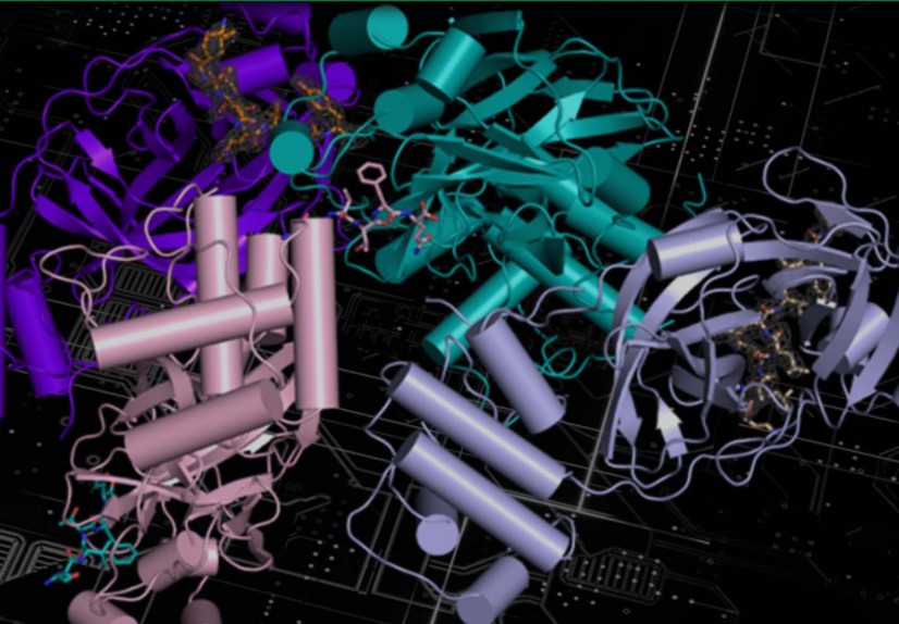 the structure of the NEMO protein