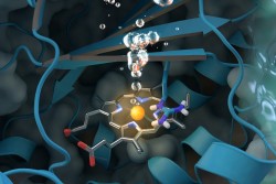 Chlorite dismutase is a unique oxygen-generating enzyme that degrades chlorite, an industrial pollutant found globally in groundwater, drinking water and soils. Research conducted at ORNL contributes to a comprehensive structural and biochemical analysis of the enzyme, paving the way for future environmental applications. Journal cover art reprinted with permission from ACS Catalysis, vol. 7, issue 11, November 3, 2017. Further permissions related to the material excerpted should be directed to the American