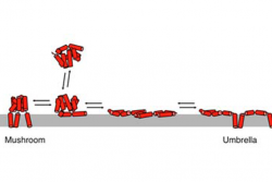 Schematic representation of a BAX protein.