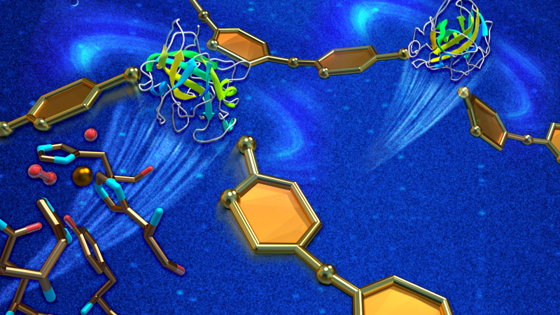 A combination of X-ray and neutron scattering has revealed new insights into how a highly efficient industrial enzyme is used to break down cellulose. Knowing how oxygen molecules (red) bind to catalytic elements (illustrated by a single copper ion) will guide researchers in developing more efficient, cost-effective biofuel production methods. (Image credit: ORNL/Jill Hemman)