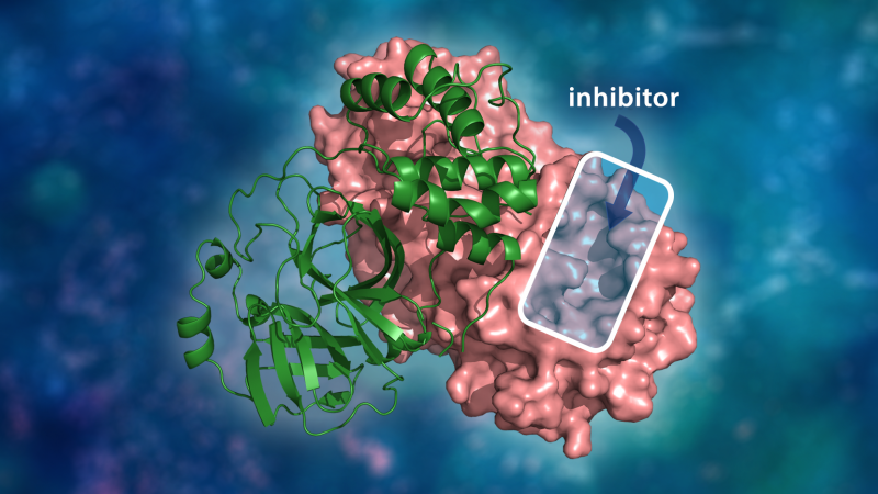 Newswise: 20-G00491_Protease.png