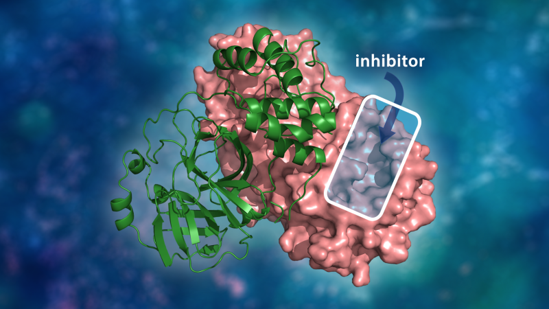 The three-dimensional structure of the SARS-CoV-2 main protease. The molecular dimer complex consists of a single monomer (green) bound to another monomer (pink) where a drug inhibitor would bind to a catalytic site cavity to prevent the virus from replicating. (credit: ORNL/Andrey Kovalevsky, Jill Hemman)