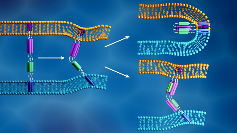 The novel coronavirus membrane (light blue) and the human cell membrane (orange) merge together when the viral S2 subunit's fusion peptide (purple arrows) inserts into the cell membrane and a different component of the S2 subunit (purple and green) folds to form a tight structure, as shown in the top right. In contrast, as illustrated in the bottom right, fusion inhibitors are designed to prevent viral infection by disrupting this process. (Credit: ORNL/Jill Hemman).