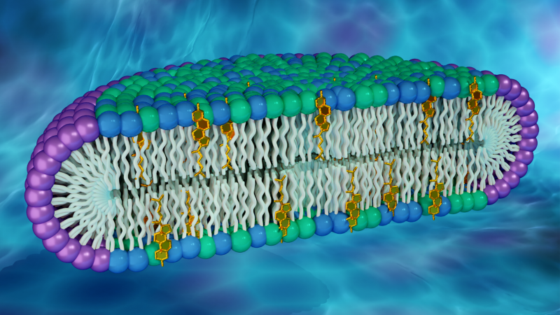 Researchers used neutron and x-ray scattering techniques at Oak Ridge and Brookhaven National Laboratories to characterize disc-shaped structures, known as bicelles, that mimic cell membranes. The rim of the disc comprises a detergent (purple), while the disc's center is made up of glycerophospholipids (green), sphingomyelin (blue), and cholesterol (gold). (Credit: ORNL/Jill Hemman)