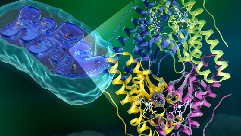 The mitochondria in human cells depend on manganese superoxide dismutase to keep the amount of harmful reactive oxygen molecules under control. Researchers have now obtained a complete atomic portrait of the enzyme, providing key information about the catalytic mechanism within its active site, situated between the green and blue subunits and the yellow and pink subunits. 
