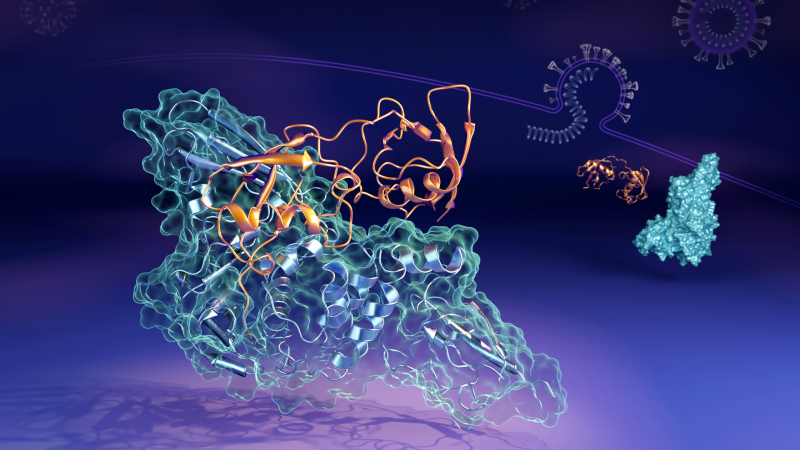 ORNL researchers found the papain-like protease (in orange) can bind to the human interferon-stimula