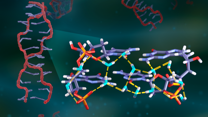 Vanderbilt University researchers used neutrons at ORNL to reveal the hydrogen bonding patterns between water molecules (shown in blue) and DNA. The findings could help provide insights into how water influences DNA function. Credit: ORNL/Jill Hemman