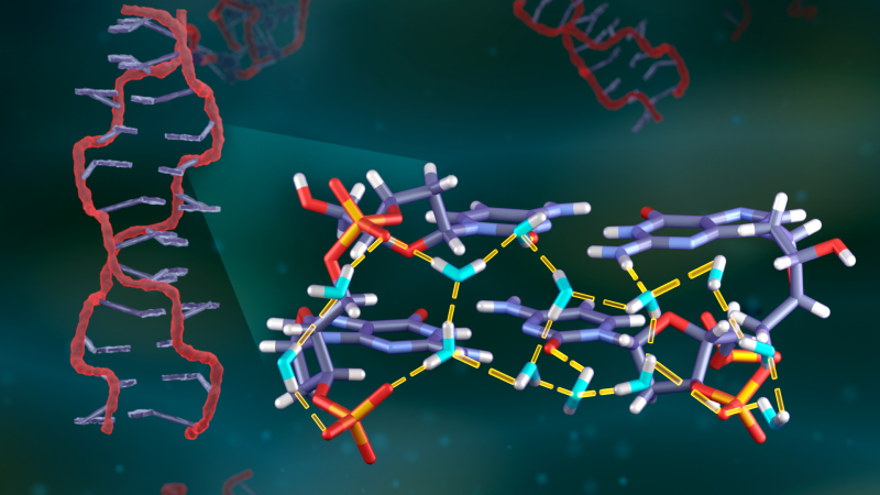 Neutrons take a deep dive into water networks surrounding DNA