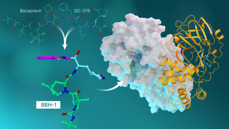ORNL researchers have developed hybrid molecules in an effort to design new drugs to treat COVID-19.