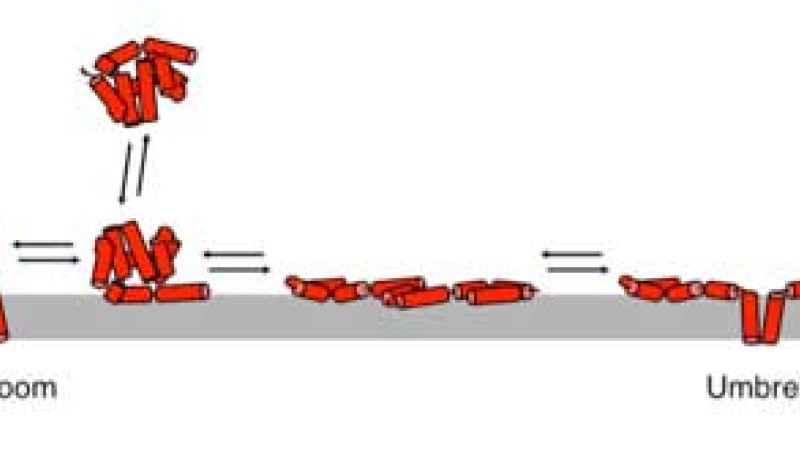 Schematic representation of a Bax protein inserting into a lipid membrane. Two possible pathways, leading to two different membrane conformations (mushroom or umbrella) are shown.