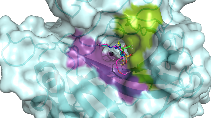 This image shows the active site of hCA II. The active site is flanked by hydrophilic (violet) and hydrophobic (green) binding pockets that can be used to design specific drugs targeting cancer-associated hCAs. Five clinical drugs are shown superimposed in the hCA II active site, based on room-temperature neutron structures. (ORNL/Andrey Kovalevsky)