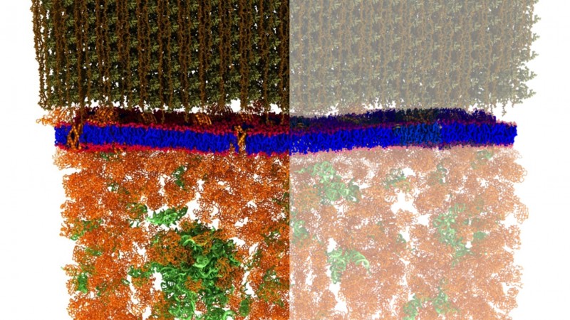 Neutron scattering is a valuable technique for studying cell membranes, but signals from the cell’s other components (e.g., proteins, RNA, DNA and carbohydrates) can get in the way (left). An ORNL team made these other components practically invisible to neutrons by combining specific levels of heavy hydrogen (deuterium) with normal hydrogen within the cell. Image credit: ORNL/Xiaolin Cheng and Mike Matheson