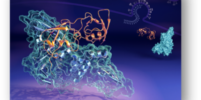 Conformation of Human ISG15 Protein in Complex with SARS-CoV-2 Papain-like Protease 
