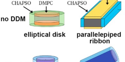 Lipid Bicelle Morphology Changed by Detergent 