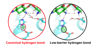 Low-Barrier Hydrogen Bonds Improve Enzyme Interaction