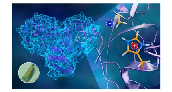 Mapping Hydrogen Atoms in SARS-CoV-2 Main Protease