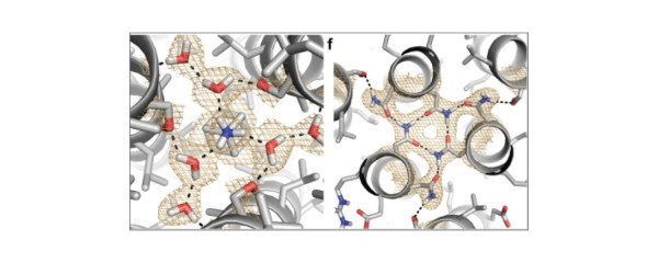 De novo Design of a Homo-Trimeric 