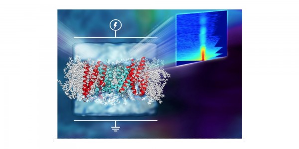 Voltage Dependent Structure ​ of Ion Transport Channels in Membranes​
