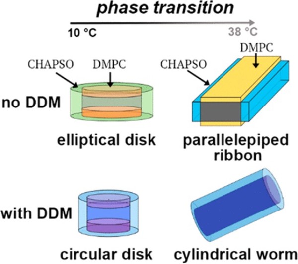 Lipid Bicelle Morphology Changed by Detergent 