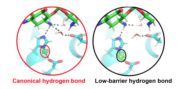 Low Barrier Hydrogen Bonds Improve Enzyme Interaction Neutron Science At Ornl 