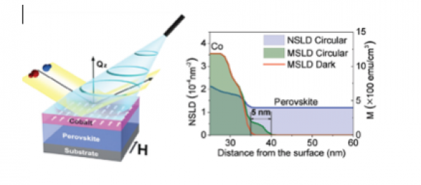 Optically Induced Magnetization in Metal Halide Perovskite