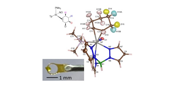 Site Specific Deuteration of a Cyclohexene Complex