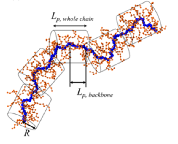 Structural Heterogeneity in Semiconducting Polymers