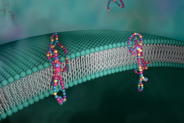 Novel Synthetic Membranes Speed Proton Transport
