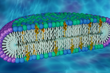 New Artificial Membranes Enable Better Understanding of Membrane Proteins